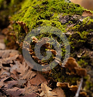 Remains of mushrooms on a mossy log in an autumn setting