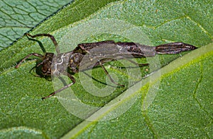 Remains of the nymph exoskeleton of a damselfly