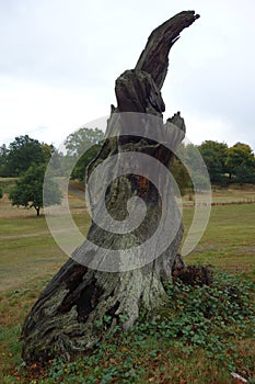 Remains Of An Old Oaktree