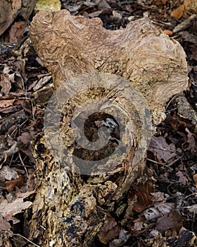 Remains of an old rotting tree stump