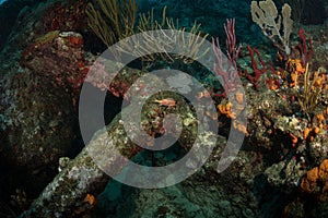 Remains of an old shipwreck off the Caribbean island of St Martin photo
