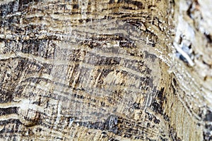 Remains of an old tree trunk without bark tree eaten by wood worms