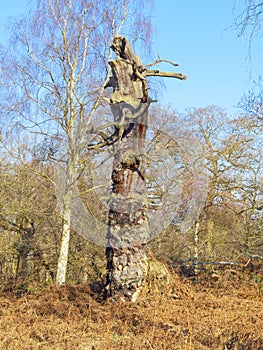 The remains of a once proud Oak Tree standing in Sherwood Forest
