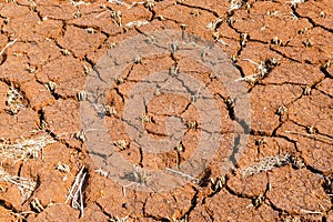 Remains of paddy also known as rice in the red soil with cracks on it. After harvesting of paddy the stubbles of the crop plant