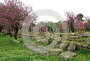 Remains of the Palestra or Gymnasium Surrounded by the Flowering Trees, Archaeological Site of the Ancient Olympia, Greece photo