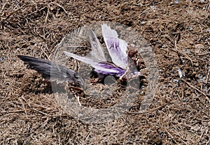 Remains of a racing pigeon killed by a peregrine falcon