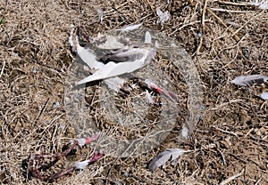 Remains of a racing pigeon killed by a peregrine falcon