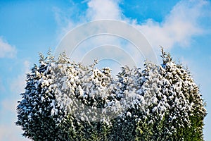 Remains of snow on top of a tree with green foliage against blue sky in background