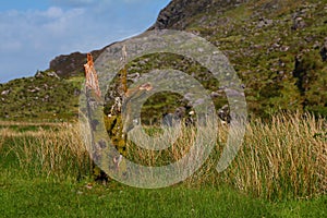 Remains of a tree trunk covered in moss