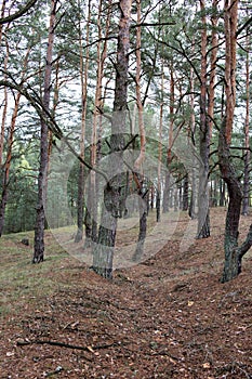 Remains of trenches lines of World War One in the pine spring forest of Volyn. Traces of Trench warfare WW1 nowadays. Battleground