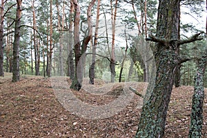 Remains of trenches of World War One in pine spring forest of Volyn. Battleground of Brusilov Offensive or June Advance