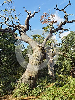 Twisted ancient oak trees in Sherwood Forest photo