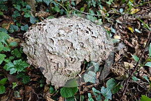 remains of a velutina wasp nest. asiatic wasp nest in the forest. destroyed wasp nest. vespa hornet