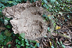 remains of a velutina wasp nest. asiatic wasp nest in the forest. destroyed wasp nest. vespa hornet