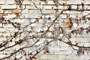 Remains of a virgin vine on a brick wall