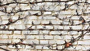 Remains of a virgin vine on a brick wall