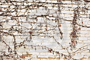 Remains of a virgin vine on a brick wall