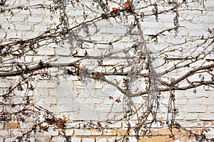 Remains of a virgin vine on a brick wall photo