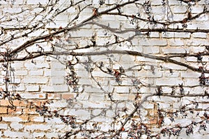 Remains of a virgin vine on a brick wall photo