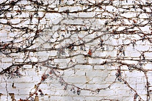 Remains of a virgin vine on a brick wall photo