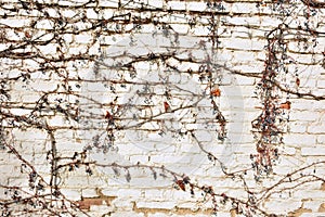 Remains of a virgin vine on a brick wall photo