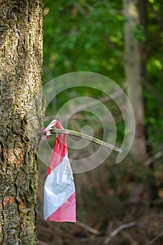 Remains of a warning tape on a branch