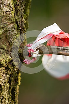 Remains of a warning tape on a branch