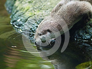 Remarkable active Asian Small-clawed Otter.