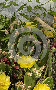 Remarkable green cactus with yellow flowers, called prickly pear