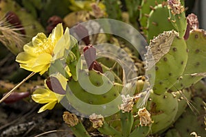 Remarkable green cactus with yellow flowers, called prickly pear