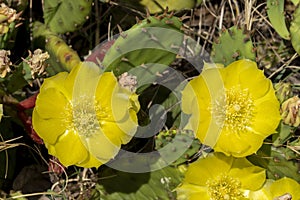 Remarkable green cactus with yellow flowers, called prickly pear, in full bloom in June.