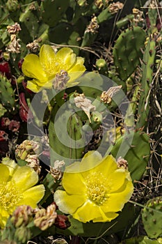 Remarkable green cactus with yellow flowers, called prickly pear, in full bloom in June.
