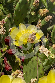 Remarkable green cactus with yellow flowers, called prickly pear, in full bloom in June.