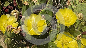 Remarkable green cactus with yellow flowers, called prickly pear, in full bloom in June.