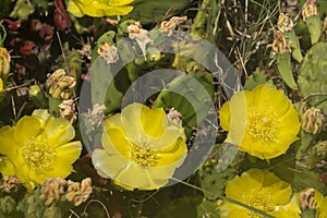 Remarkable green cactus with yellow flowers, called prickly pear, in full bloom in June.