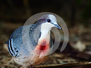 Remarkable Luzon Bleeding-Heart Pigeon with Unique Extraordinary Plumage.
