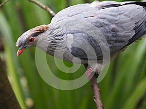 Remarkable spectacular Topknot Pigeon.