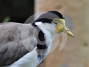 Remarkable striking radiant Masked Lapwing.