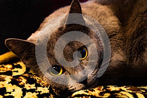 Remarkably cute yellow eyed grey cat with a memorable look photo