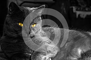 Remarkably cute yellow eyed grey cat sitting in a sunshine spot, half shaded, black and white photo