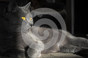 Remarkably cute yellow eyed grey cat sitting in a sunshine spot, half shaded photo