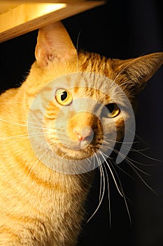 Remarkably Mesmerizing Ginger Tabby House Cat with Golden Eyes II - Felis catus
