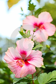 Remaster My Flowers.