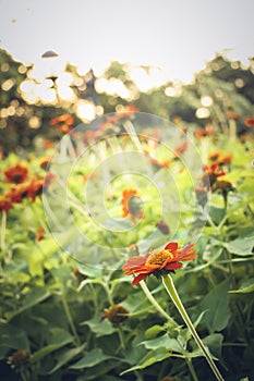 Remaster My Flowers.