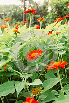 Remaster My Flowers.