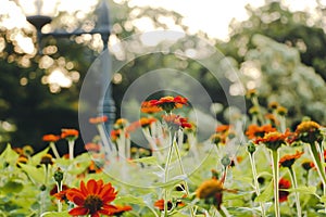 Remaster My Flowers.