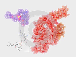 Remdesivir inhibits the coronavirus RNA dependent RNA polymerase RdRp