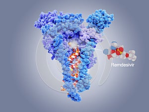 Remdesivir inhibits the coronavirus RNA dependent RNA polymerase RdRp photo