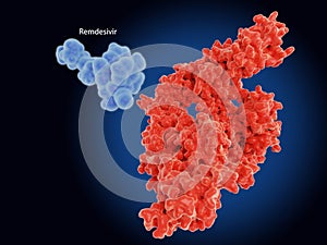 Remdesivir inhibits the coronavirus RNA dependent RNA polymerase RdRp