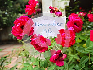 Remember me, love message